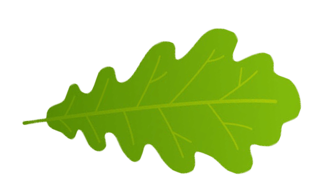 lisc dębu balsanature