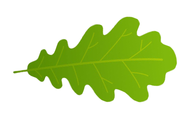 liść dębu balsanature