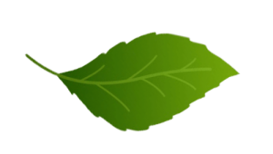 liść balsanature