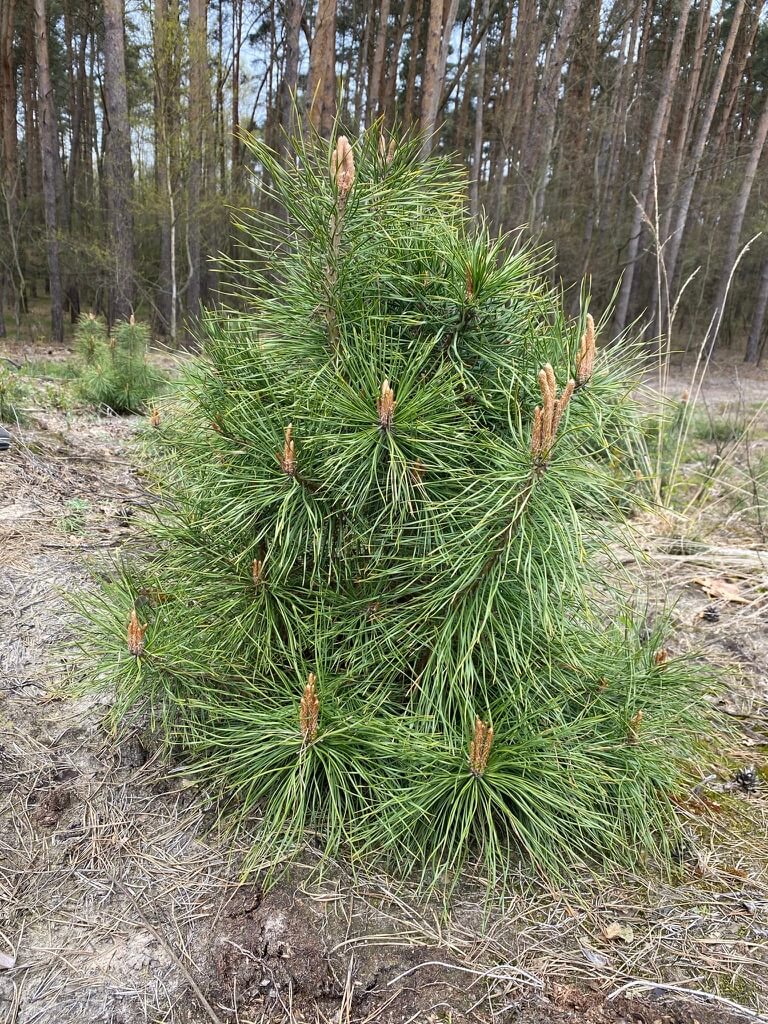 mała sosna balsanature
