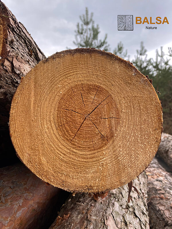 pień sosny balsa - balsanature