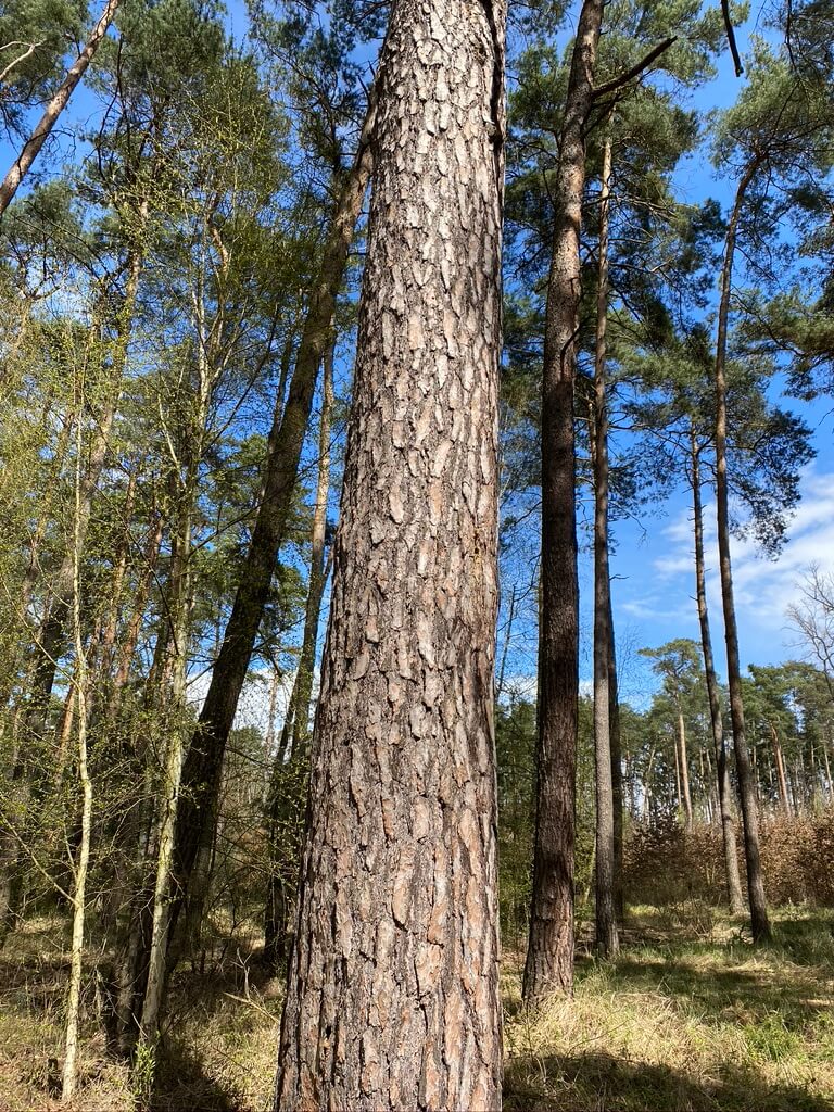 pień sosny - balsanature