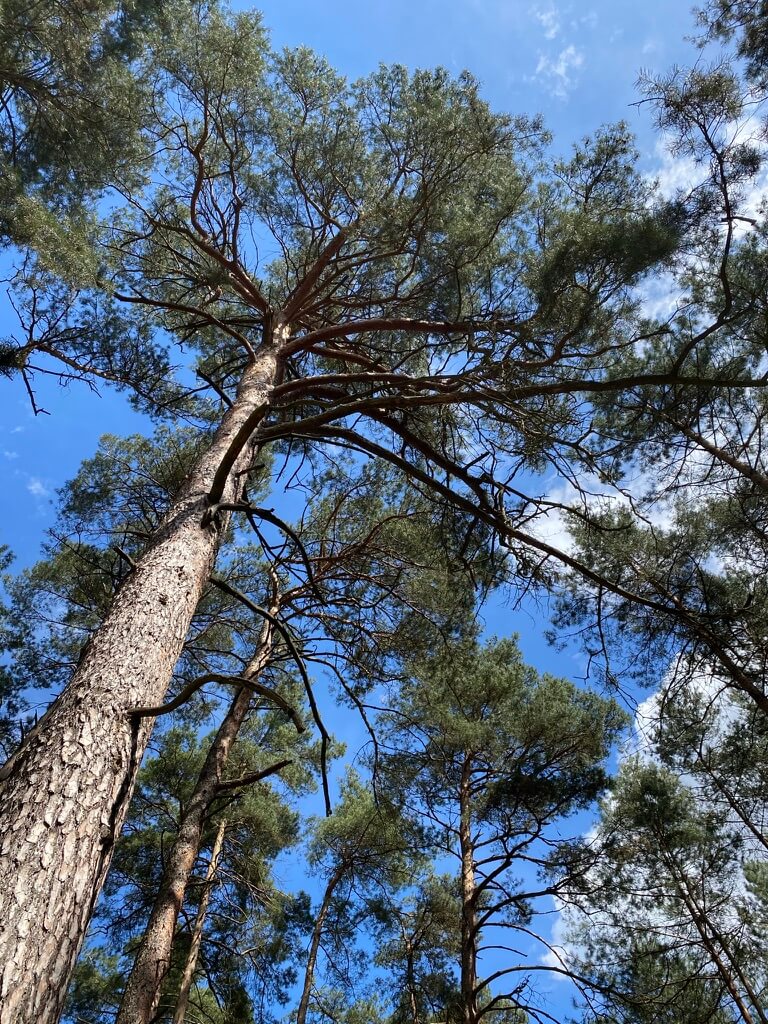 sosna balsanature